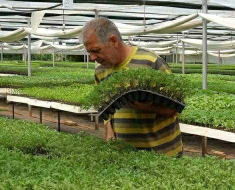 Tokat’ta ata tohumları dikim olgunluğuna erişti
