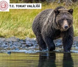 Tokat Valiliği’nden ayılara karşı uyarı yapıldı