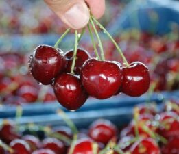 Tokat’ta kiraz üretimi çiftçinin yüzünü güldürecek