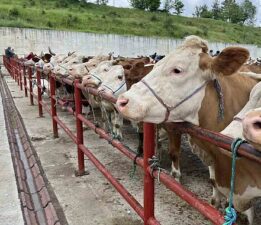 Tokat’ta kurban satışları sıkı takibe alındı