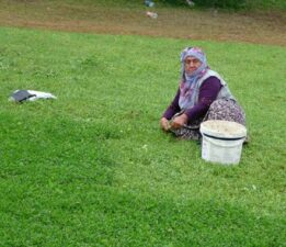 Beşören Köyü’nde bu yıl madımak cepleri  ve yüzleri güldürecek