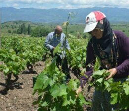 Tokat’ta bağ yaprağı hasadı başladı