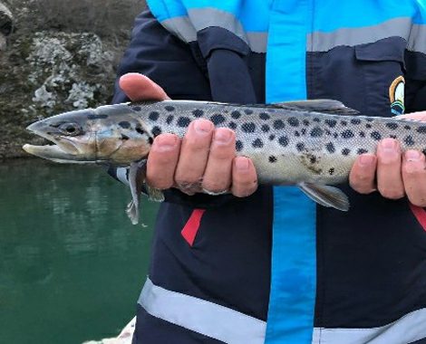 Almus Baraj Gölü’nde av yasağı sona erdi