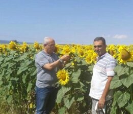 Hibrit Ayçiçeği Artova’da verim alıyor
