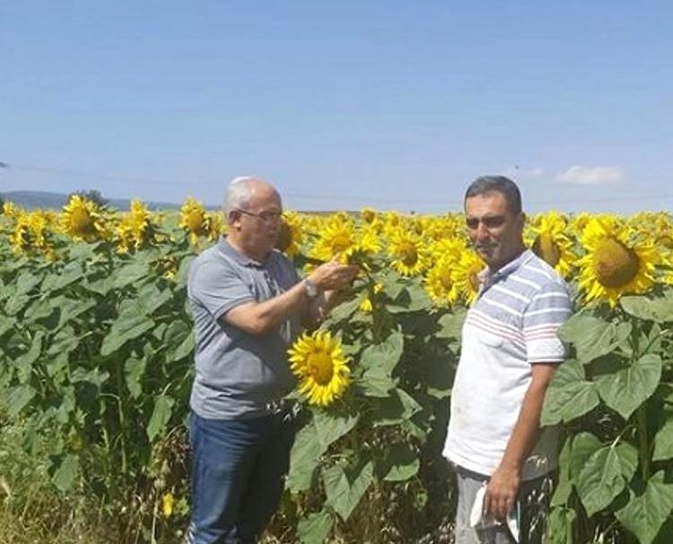 Hibrit Ayçiçeği Artova’da verim alıyor