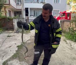 Erbaa’da korkutan yılan yakalanıp doğaya bırakıldı