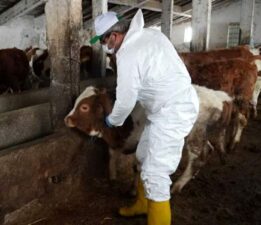 Tokat’ta 1. doz şap aşılaması sürüyor