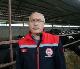 Tokat’ta bayram öncesi 276 bin büyükbaş hayvana şap aşısı