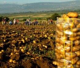 Çiftçinin patatesi tarlada kaldı, Tarlada 4-5 Tl, Markette 15-20 Tl