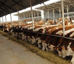 Tokat’ta besilik erkek sığır/manda destekleme müracaatları başladı