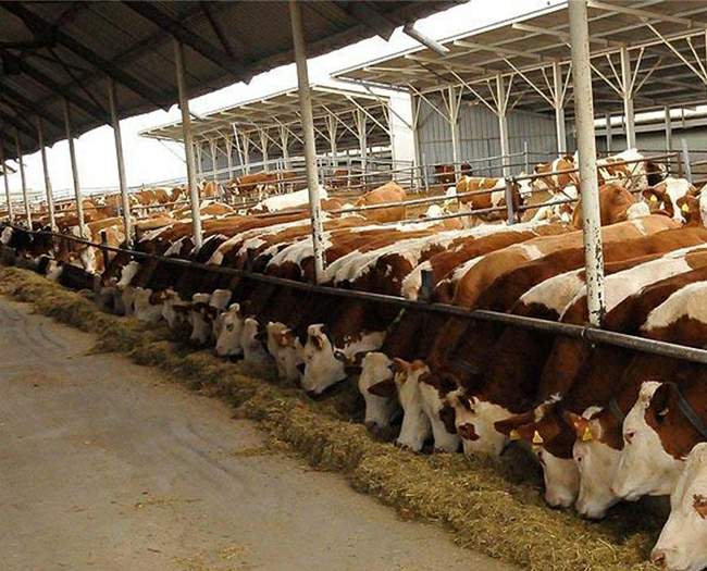 Tokat’ta besilik erkek sığır/manda destekleme müracaatları başladı