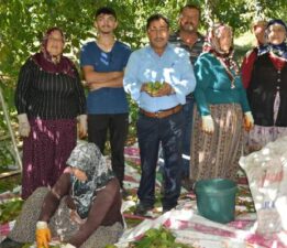 Modern tekniklerle toplanan Niksar cevizinde kalite zirveye taşındı