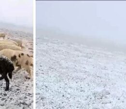 Yaylada otlayan koyunlar kar altında kaldı