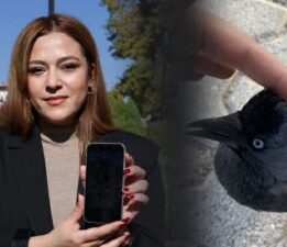 Evcil kuş gibi gelip eline kondu, izleyenler hayret etti