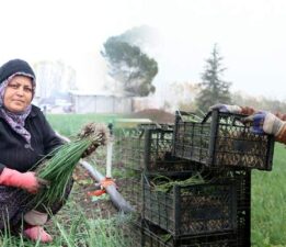 Niksar’ın bereketi “Emice Tarım” Anadolu’nun birçok noktasına ulaşıyor