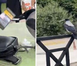 Karganın sigara sevdası izleyenleri gülümsetti