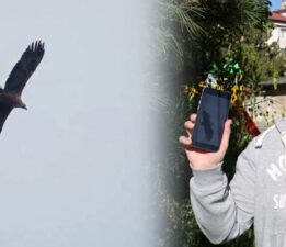 Avrupa’nın en büyük Kartal’ı Sivas’ta görüntülendi