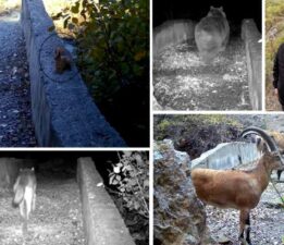Yaban hayatı köprüsü, belgeselleri aratmayan görüntüler sundu