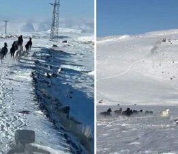 Sürü halindeki yılkı atları görüntülendi