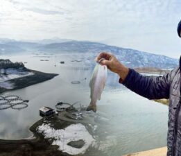Tokat’ın somonları Karadeniz’de büyüyüp dünya sofralarına ulaşıyor