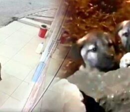 Her gün kaybolan süt bidonunu anne köpeğin aldığı ortaya çıktı