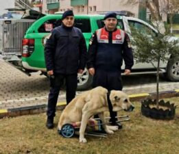 Jandarma, yaralı köpek için yürüteç yaptı