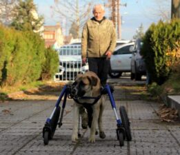 Sakat kalan köpeğini yürüteç ile hayata bağladı