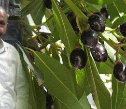 Kelkit Havzası ve Zeytin ağacı