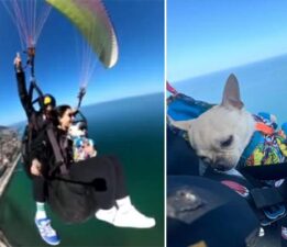 Sevimli köpek ‘Kaju’ 530 metre yükseklikten paraşütle uçtu