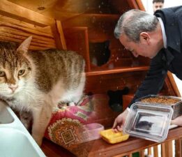 Kış günlerinde kediler için sıcak yuva