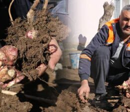 Doğada kendiliğinden yetişen yer elmasını, patates gibi ekip çoğaltmayı başardı