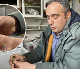 Üç ayaklı bıldırcın yavrusu görenleri şaşırttı