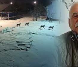 15 köpeği telef eden kurt sürüsü köye indi, o anlar kameraya yansıdı