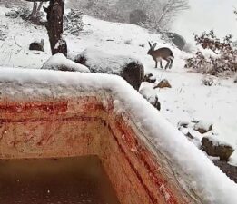 Yaban tavşanı fotokapanla görüntülendi