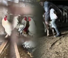 En renkli ahır bakımı, Hayvanlarını böyle yetiştiriyor