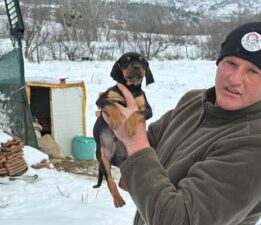 Tokat’ta anne kangal, yavru av köpeğini sahiplendi