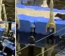 Tokat’ta nesli tükenme tehlikesi altındaki su samuru görüntülendi