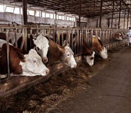 Tokat’ta hayvan pazarlarına “Acil Kapatma” kararı