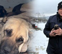 Anneleri ölen yavru kurt köpeklerine Kangal köpeği annelik etti