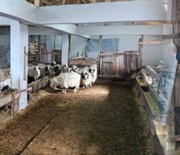 Eski hükümlü hayvancılıkla kendine yeni bir hayat kurdu