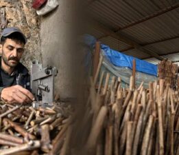 Tokat’ta üretilen narenciye üzümü fideleri 35 vilayet’e gönderiliyor