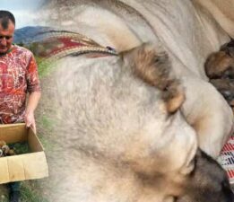 Kangal köpeği şimdi de tavşanlara bakıyor