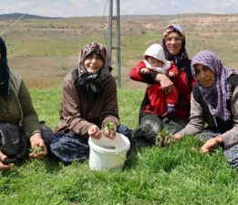 Türkülere konu olan madımak hasadı başladı