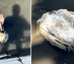 Yeşilırmak’ta balıkların ardından şimdi de kaz ölümleri görüldü