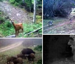 Ormanda 4 farklı hayvan fotokapana yakalandı