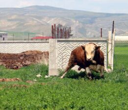 1 ton 250 kilogramlık Tosun, fiyatıyla dudak uçuklatıyor