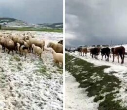 Yayladaki sürülerin dolu yağışında zorlu anları kameraya yansıdı