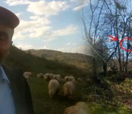 Kangallardan korkan ayı ağaca tırmandı