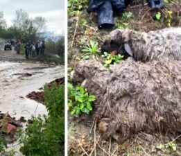 Tokat’ta sele kapılan 25 küçükbaş hayvan telef oldu