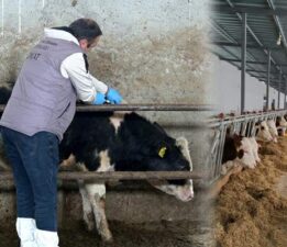 Tokat’ta 253 bin büyükbaş hayvan aşılandı